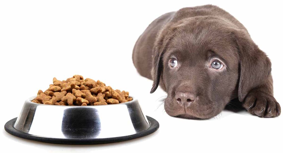 The dog won't eat because it's stressed