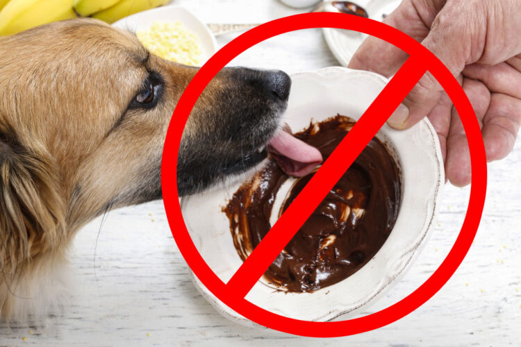 The wrong diet