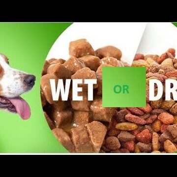 Dry or wet food