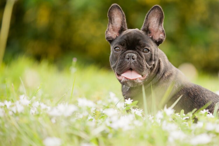 The appearance of the French Bulldog