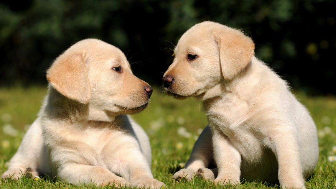 Growing up a puppy
