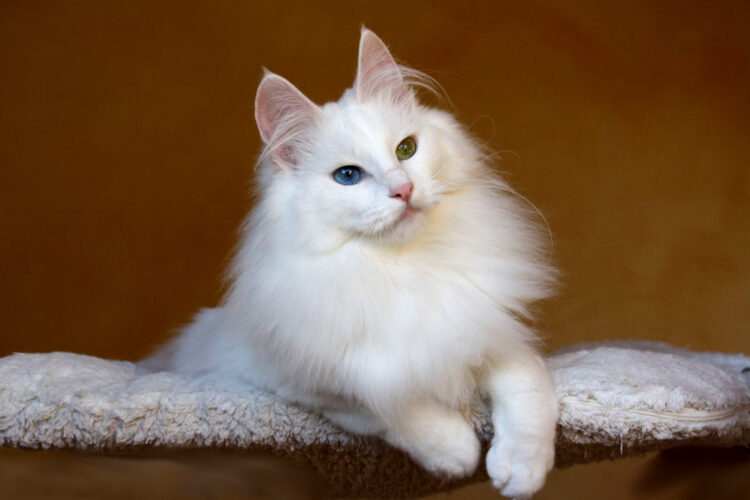 Turkish Angora Looks