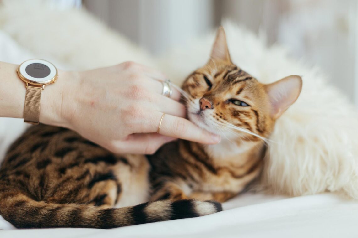 This is how I should behave as a cat owner