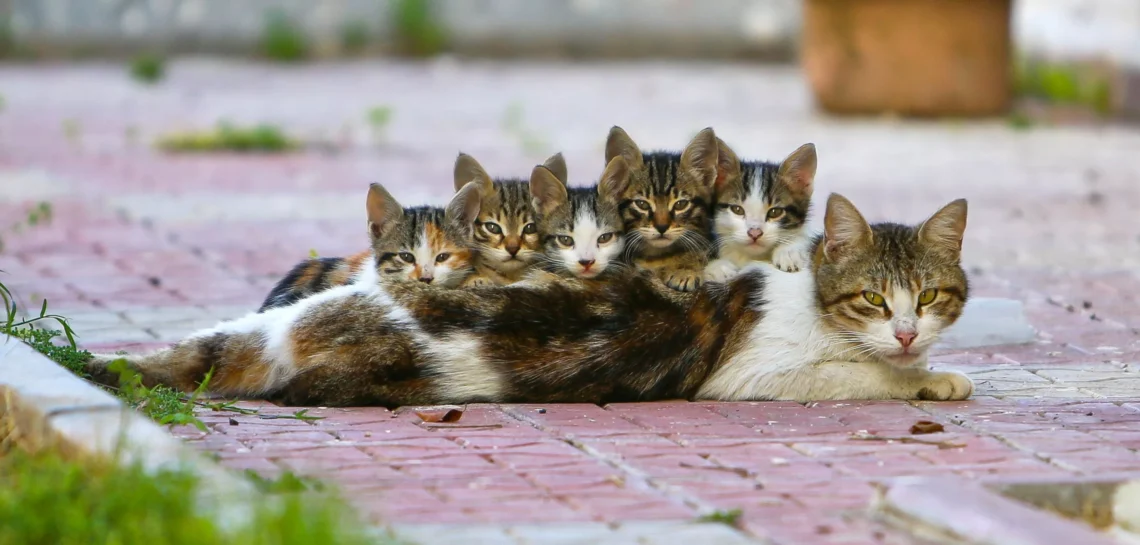 mother cats reject their kittens