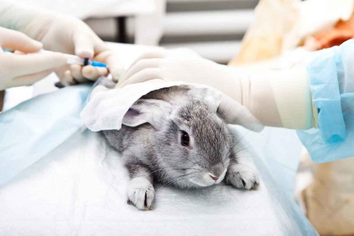 Rabbit flu: the treatment