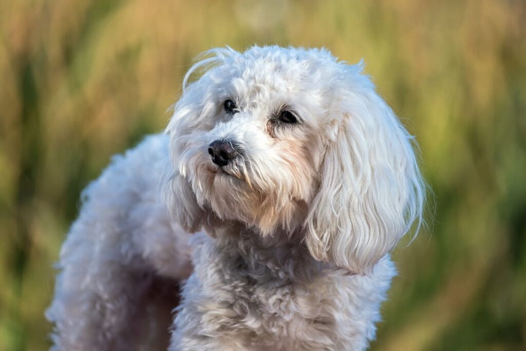 Maltipoo Black And White Puppy