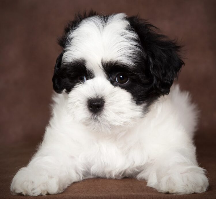 Maltipoo Black And White