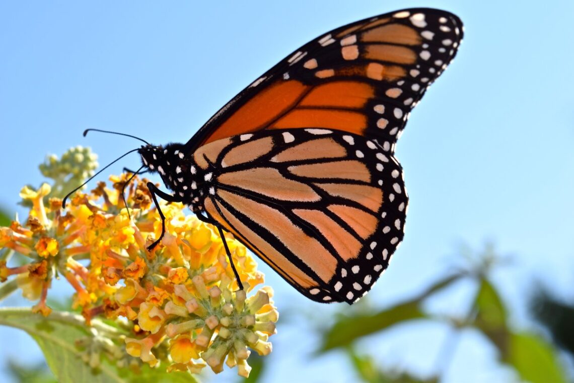 A Monarch Butterfly Live