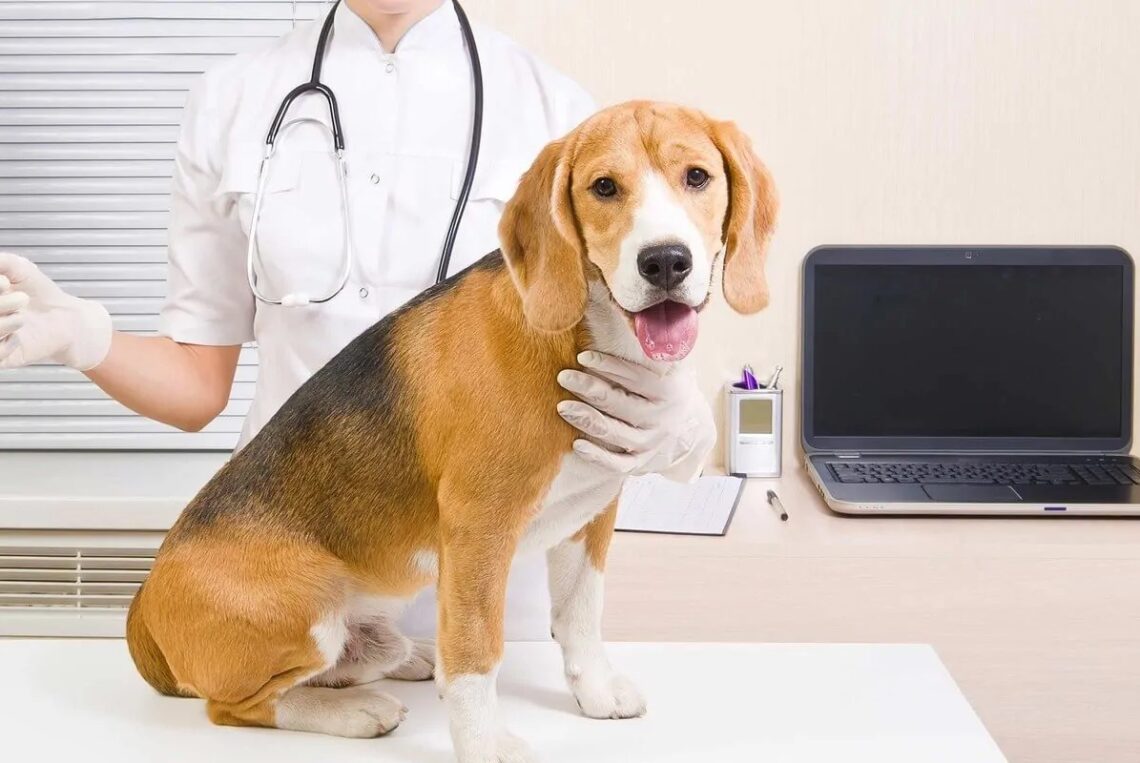 Dog Cough Remedies