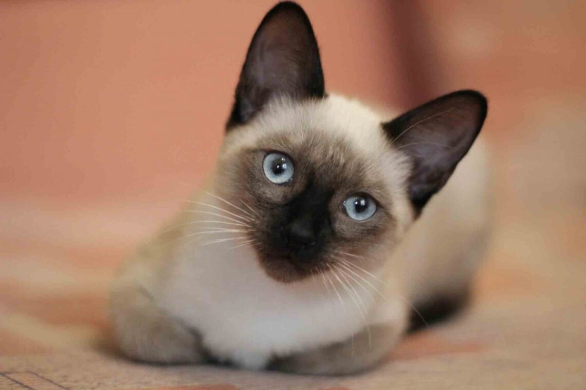 Siamese