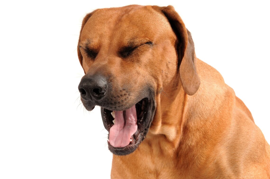Why Do Dogs Cough