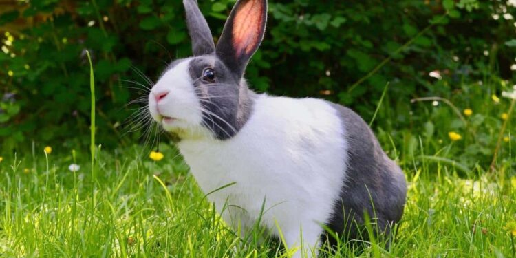 Characteristics of Black and White Bunnies