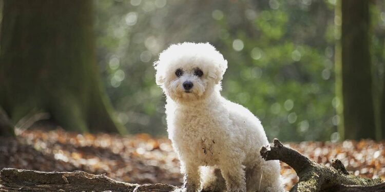 Bichon Frise