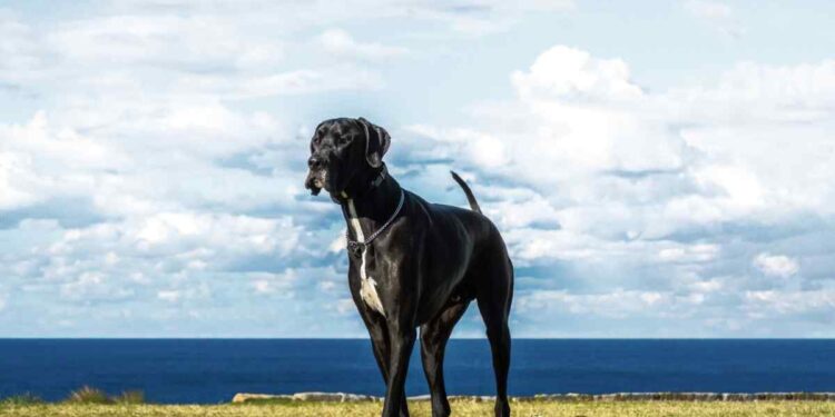Characteristics of Black Great Dane