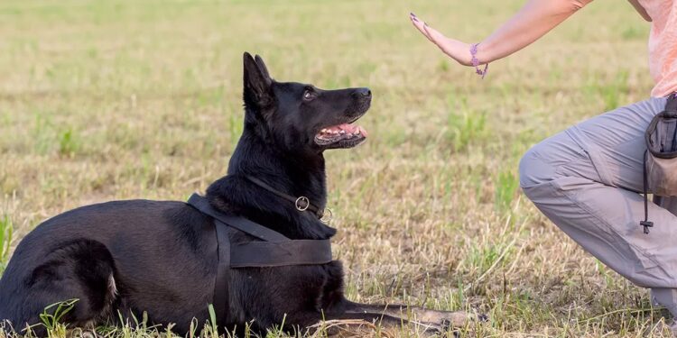 Training and socialization
