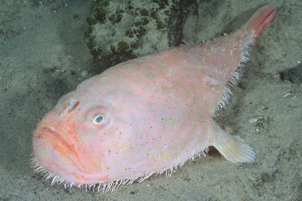 Blob Fish Underwater: Unveiling the Mysteries of a Curious Deep