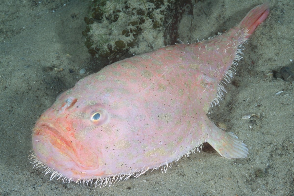 What Does a Blobfish Look Like in Its Natural Environment?