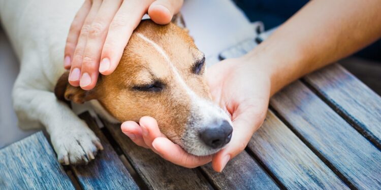 Caring for a Dog with Arthritis