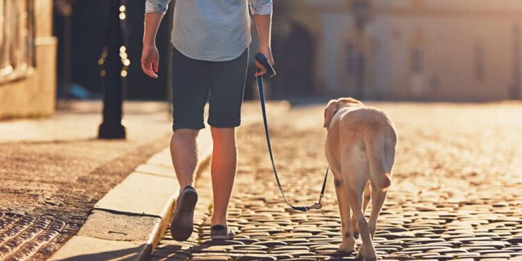 Understanding Loose Leash Walking