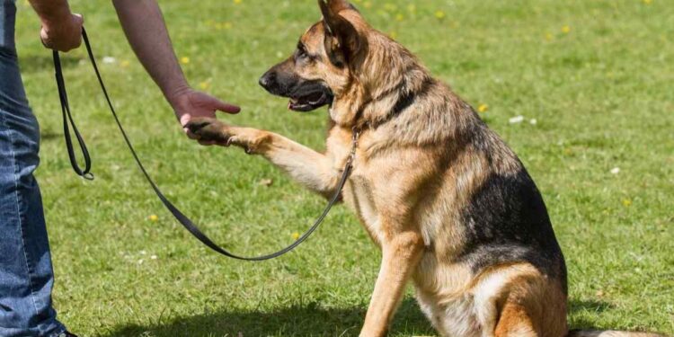 Training and Socialization