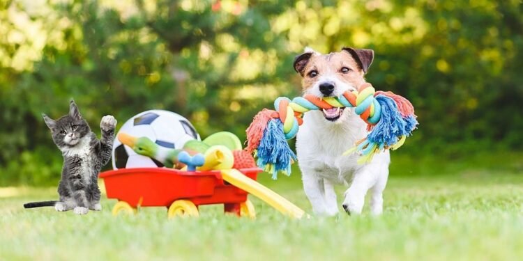 Your Puppy's Playtime Needs